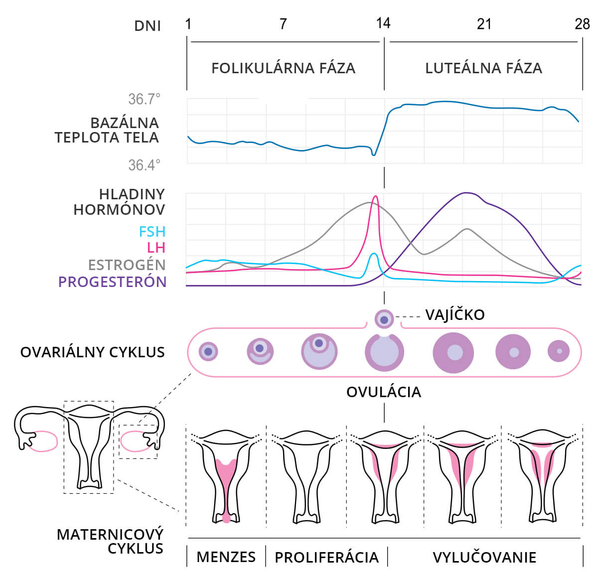Menštruačný a ovulačný cyklus - hladiny hormónov